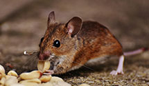 24 Hour & Emergency Exterminators in Princeton By The Sea, CA